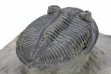 Bargain, Zlichovaspis Trilobite - Atchana, Morocco #250177-4